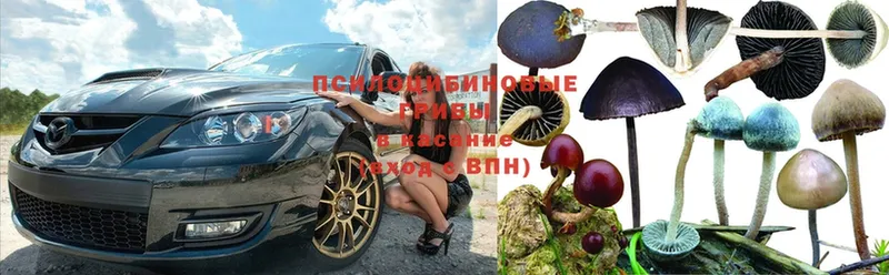 Псилоцибиновые грибы Psilocybe  Крым 